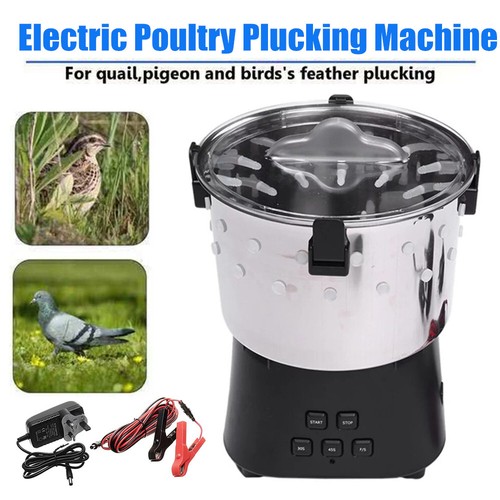 Electric quail bird hair - electric,